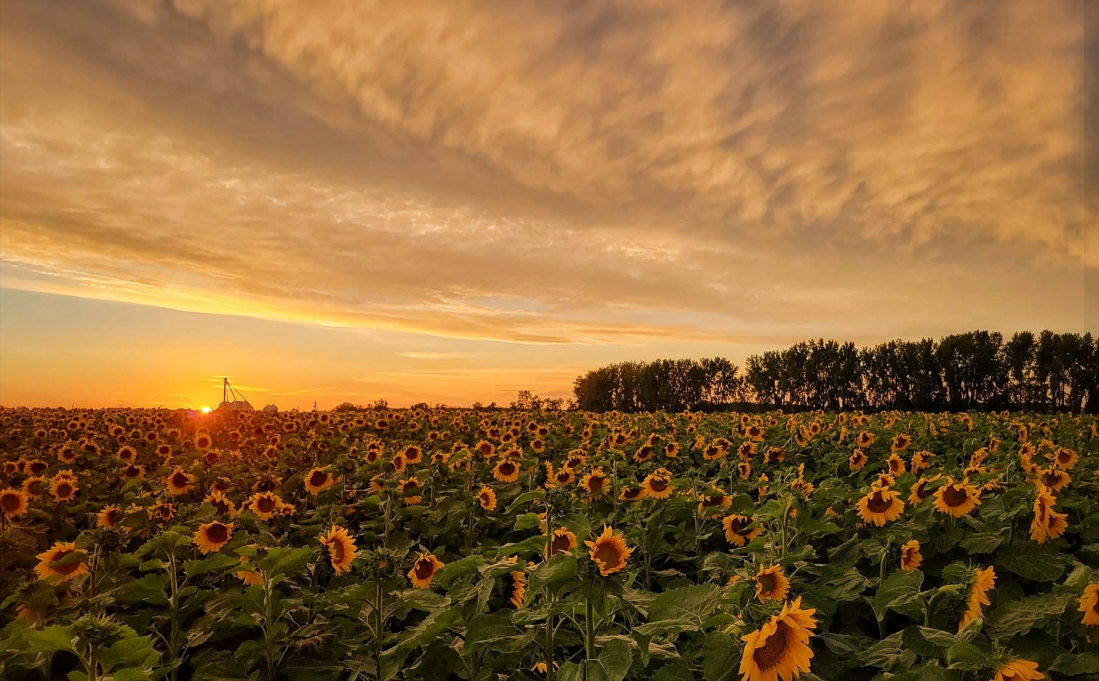 MacGregor farm supporting the Canadian Foodgrains Bank with the beauty